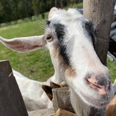 Willa Jaworzynka 1103 K Istebnej Exteriör bild
