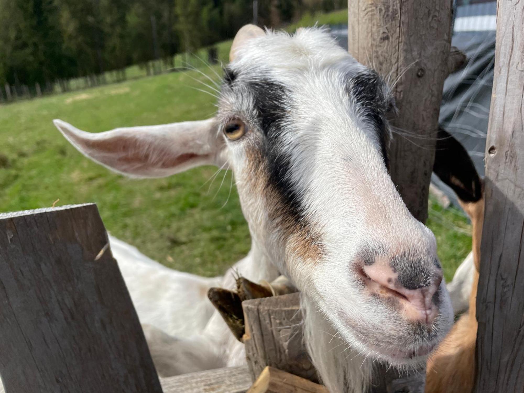 Willa Jaworzynka 1103 K Istebnej Exteriör bild